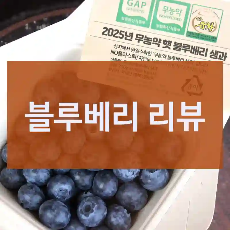 블루베리 리뷰