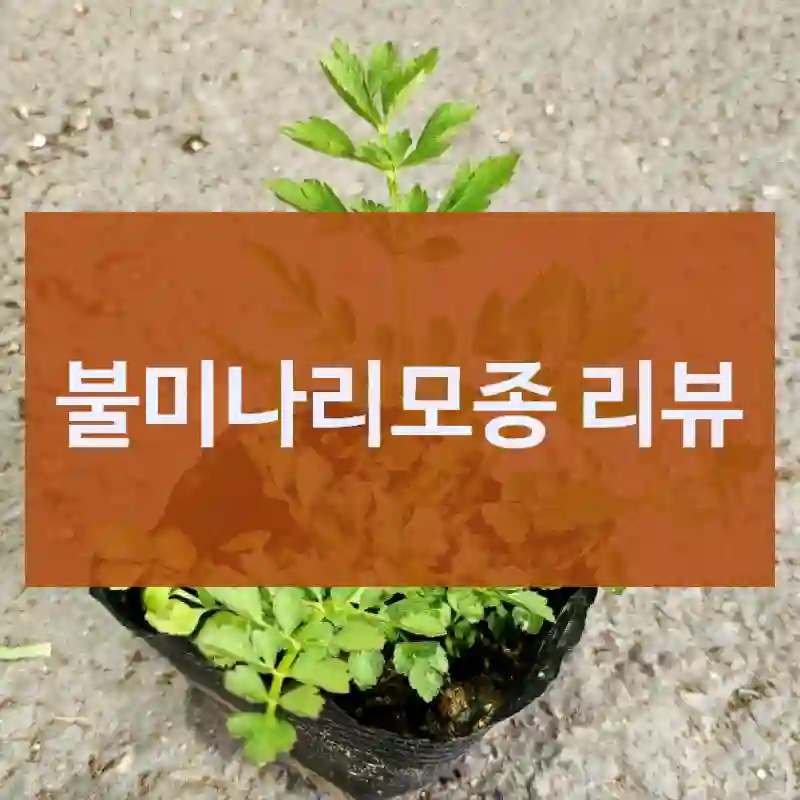 불미나리모종 리뷰