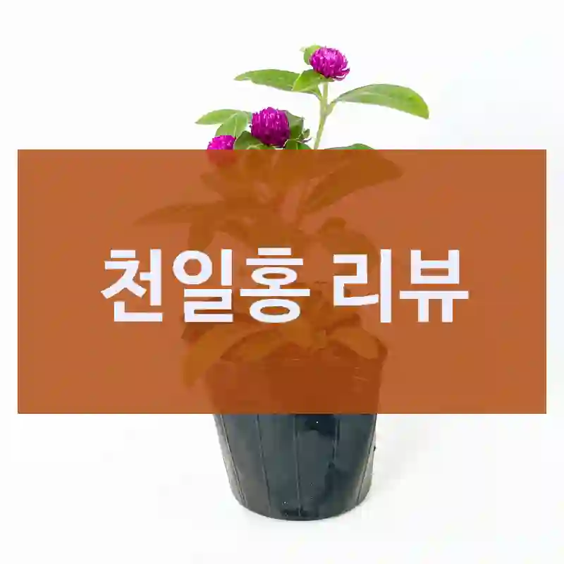 후기 보고 샀는데 진짜 좋았어요 –  천일홍