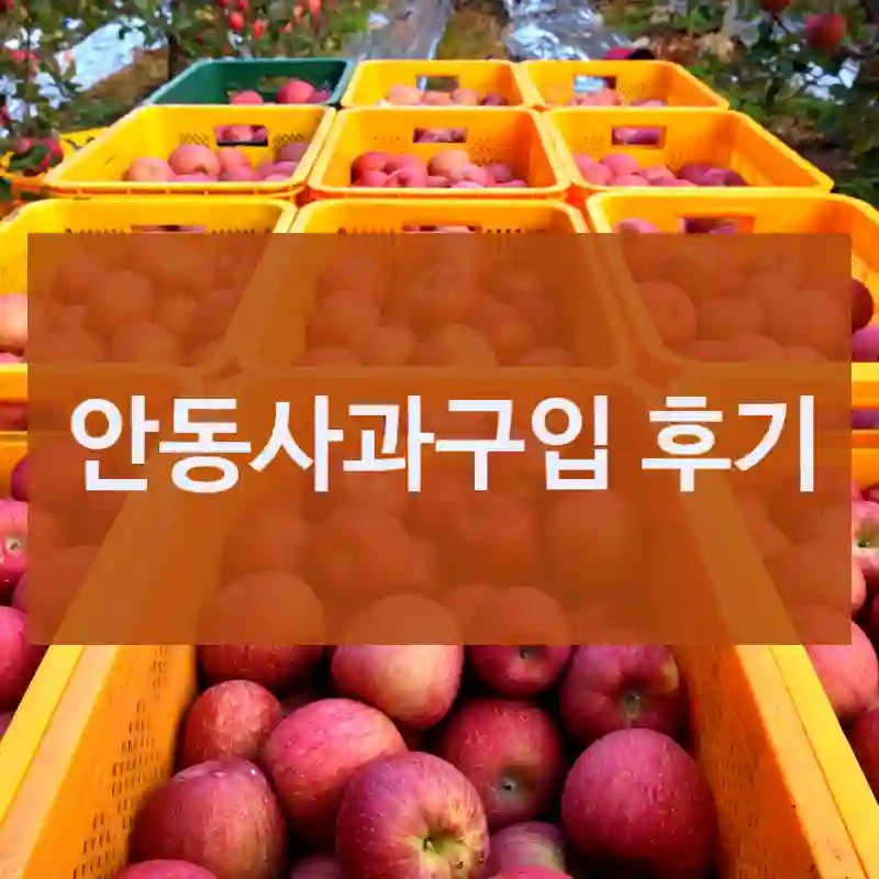 안동사과구입 후기