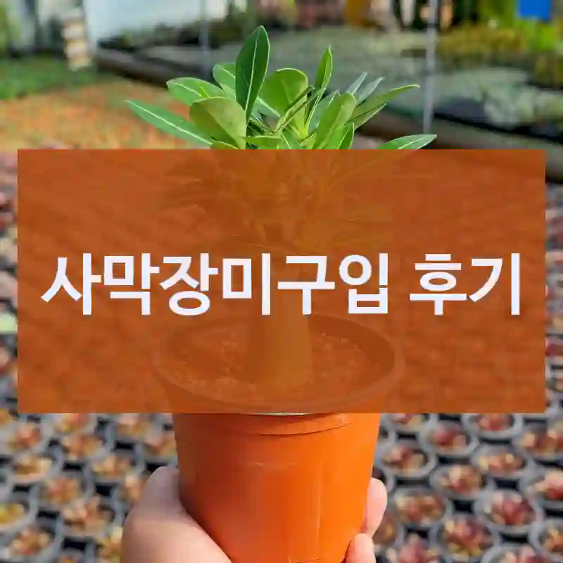 사막장미구입 후기